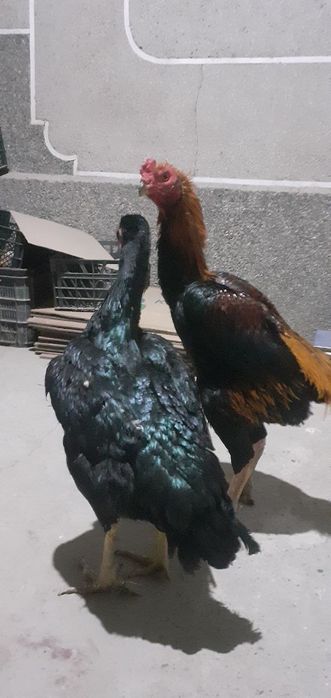 dakan xõroz va makiyon tuledan chiqqan