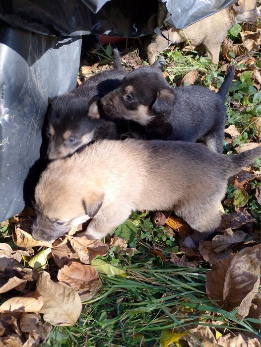 Donez catelusi metiși masculi !! Varsta circa 6 saptamani