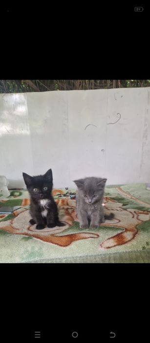 Отдам котят в добрые руки