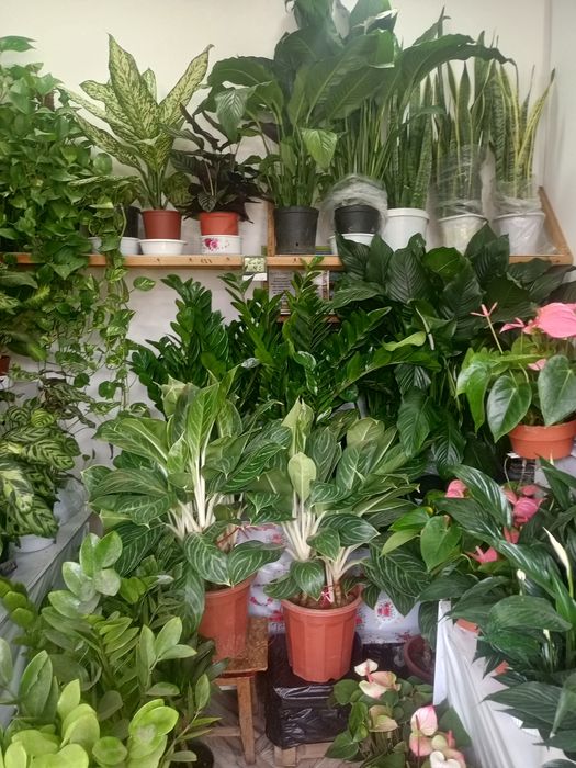 Продаются цветы для офиса и дома