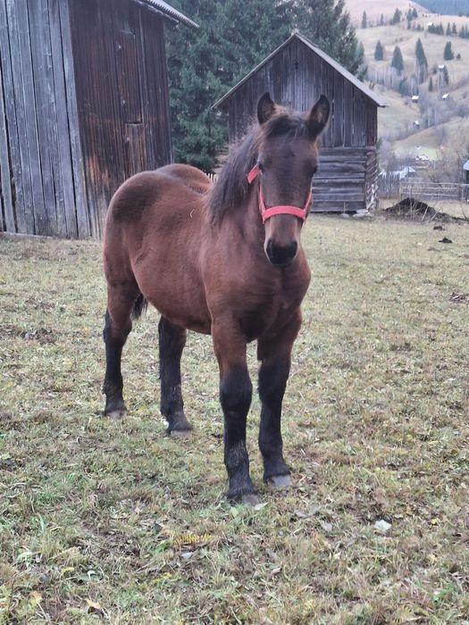 Vând mânză de 7 luni