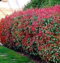 Photinia red robin (fotinia)