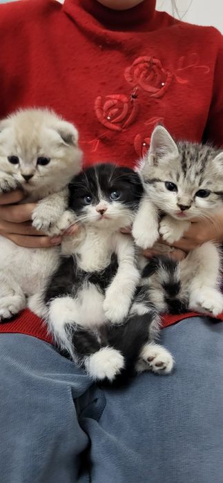 Милые Котята с двух месяцов