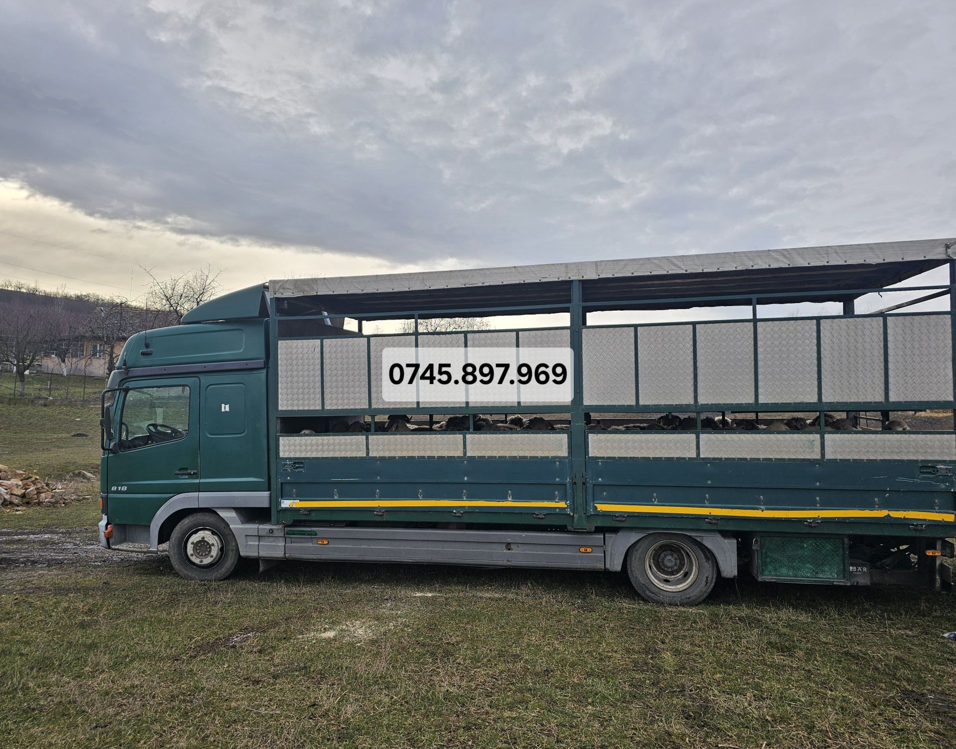 Transport animale vii , ovine