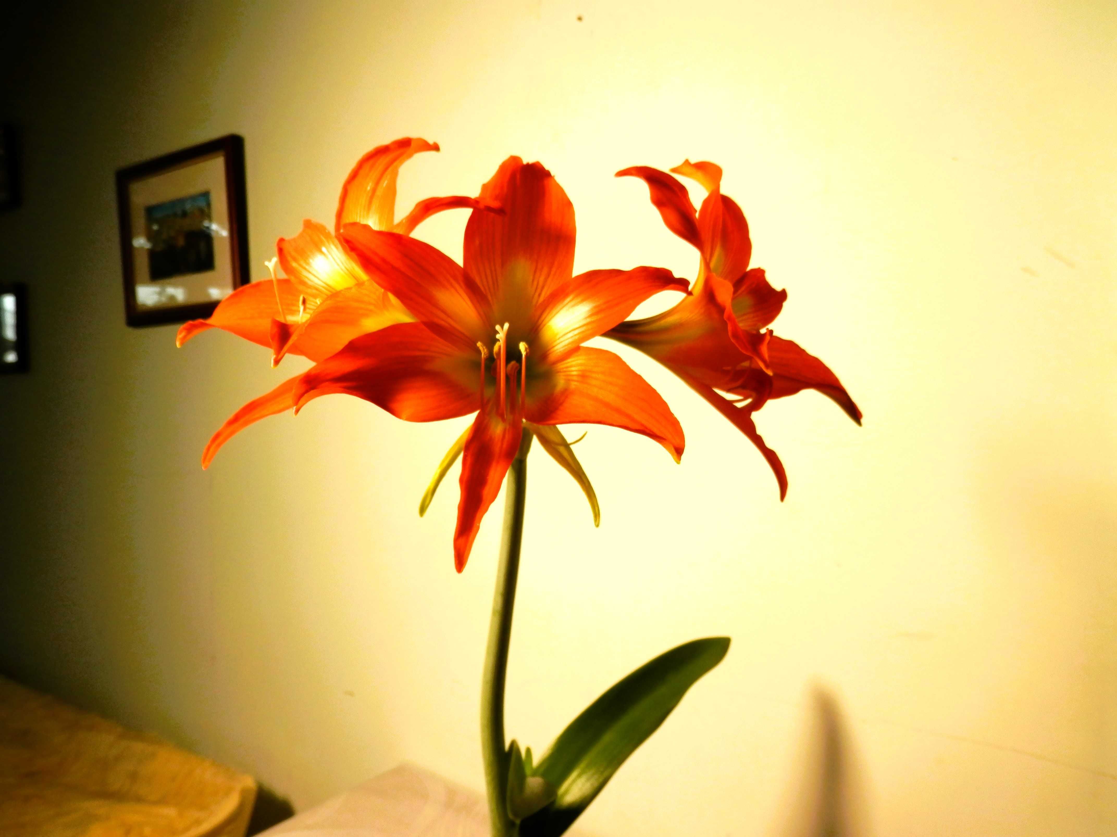 Crin de apartament (Hippeastrum) portocaliu și Crinul ploii roz