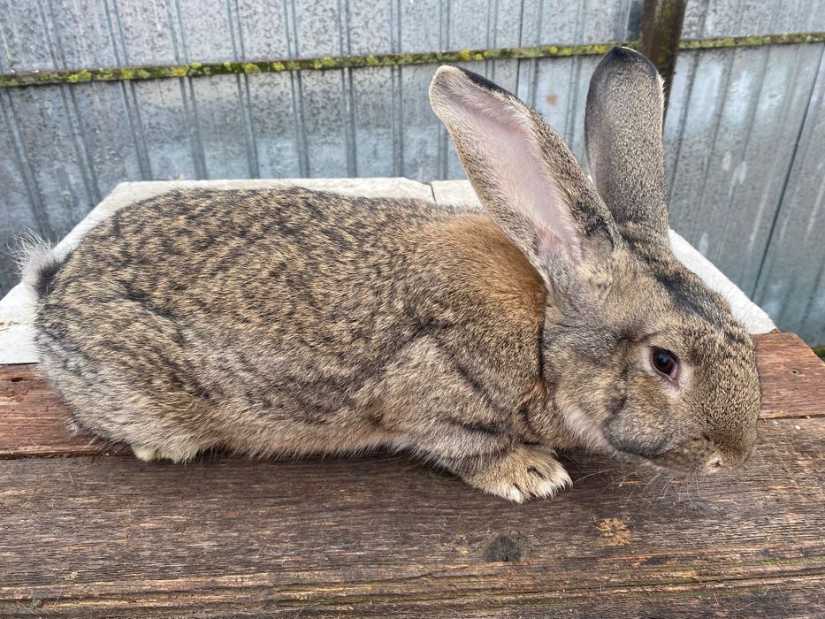 Vând Mascul Uriaș German