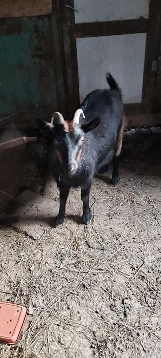 Vind 10 Oi   ,dau si la bucata