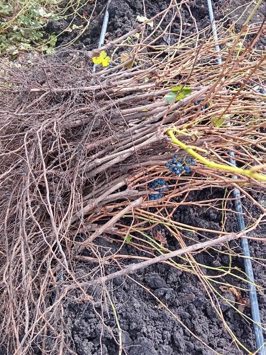 Vand butasi vita de vie hibrida