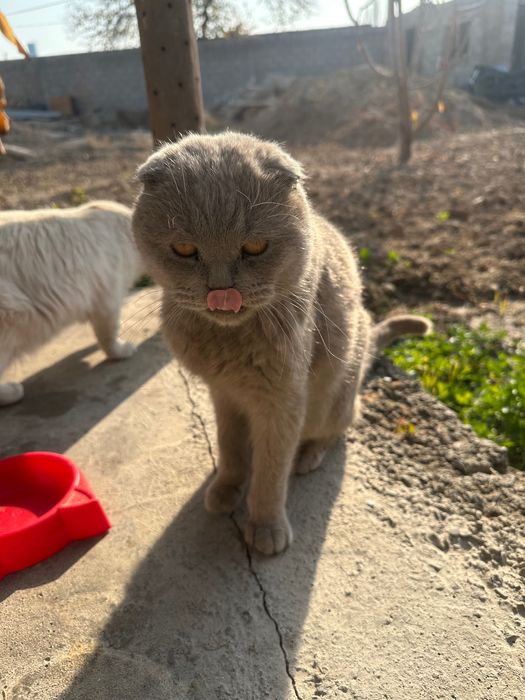 Mushuk sotlad ogil bola