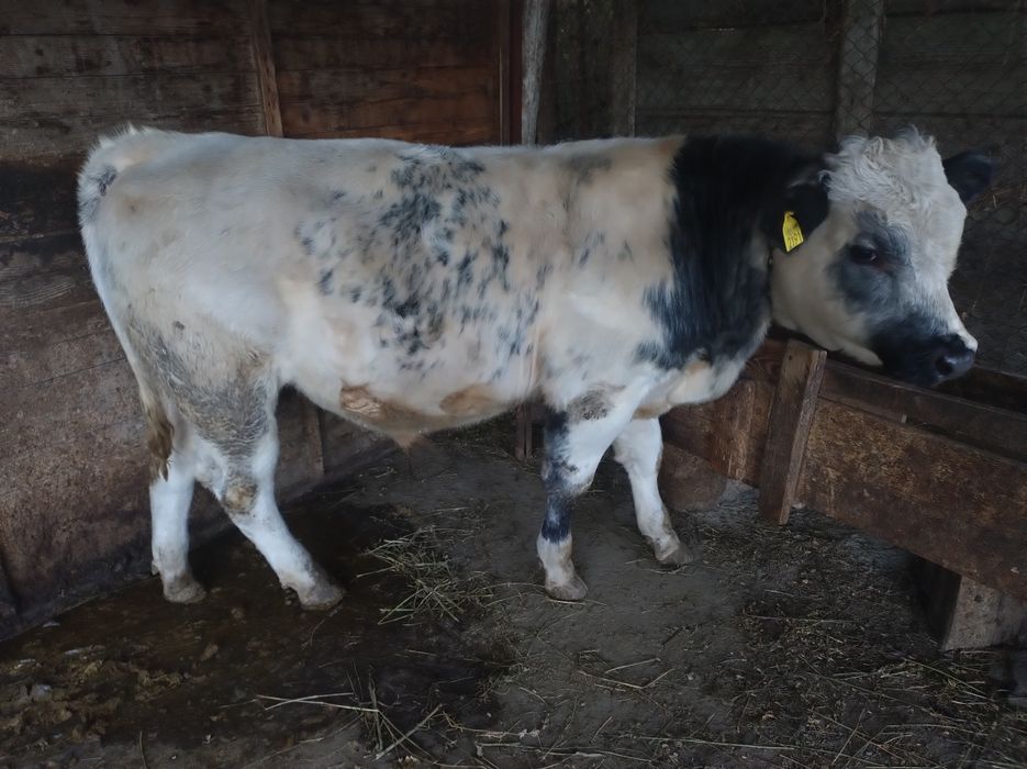 Vitel Albastru Belgian 6 luni jumate, peste 300kg