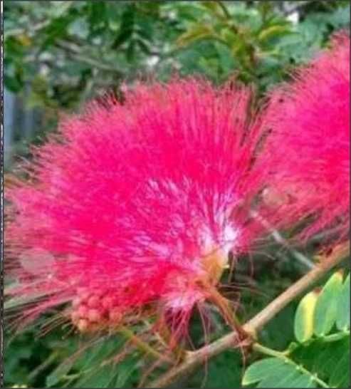 20 seminte Mimosa pudica (mimoza) - frunzele se misca la atingere