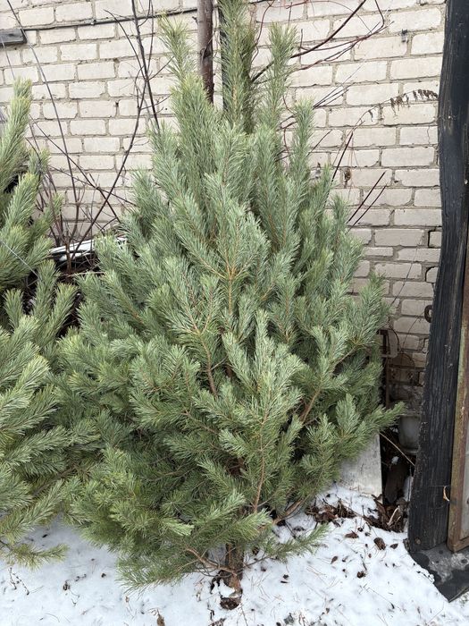 Елки оптом в петропавловске