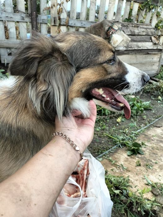 Ищем дом собачулям