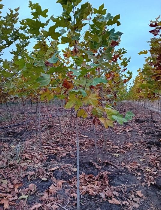 Copaci/ Mestecan / Tei / Platan