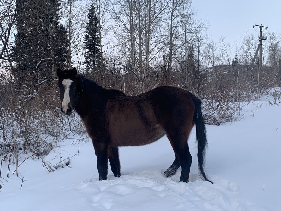 Лошадь обученная