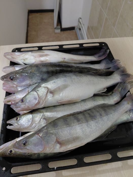 Продаётся рыба судак