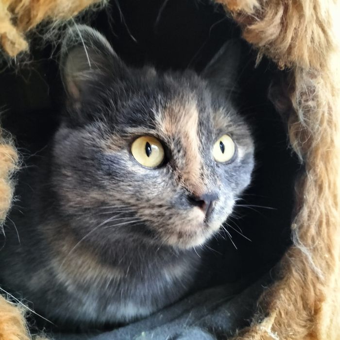 Кошечка ищет дом