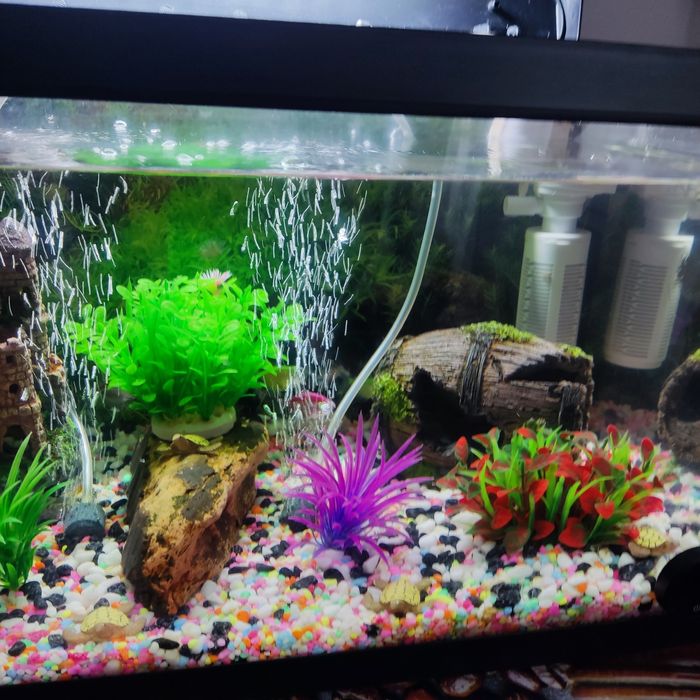 Acvariu pești 60L
