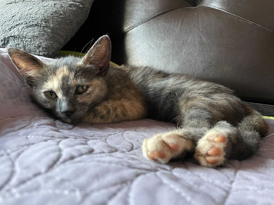 Pet sitter căței și pisici / Plimbat cățel