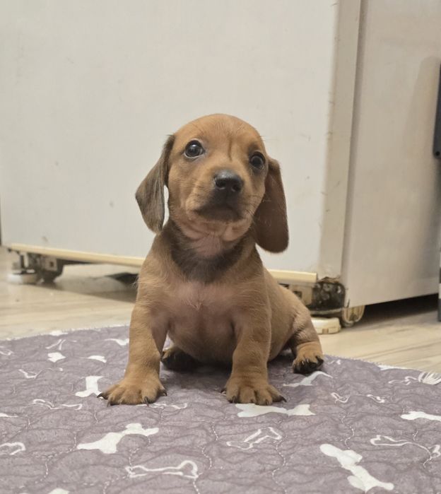 Pui șoricar (Teckel pitic, Dachshund)