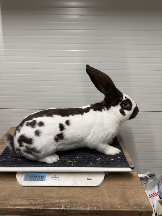 Mascul Fluture German Havana