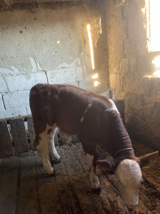 Vițel de vacă bălțată