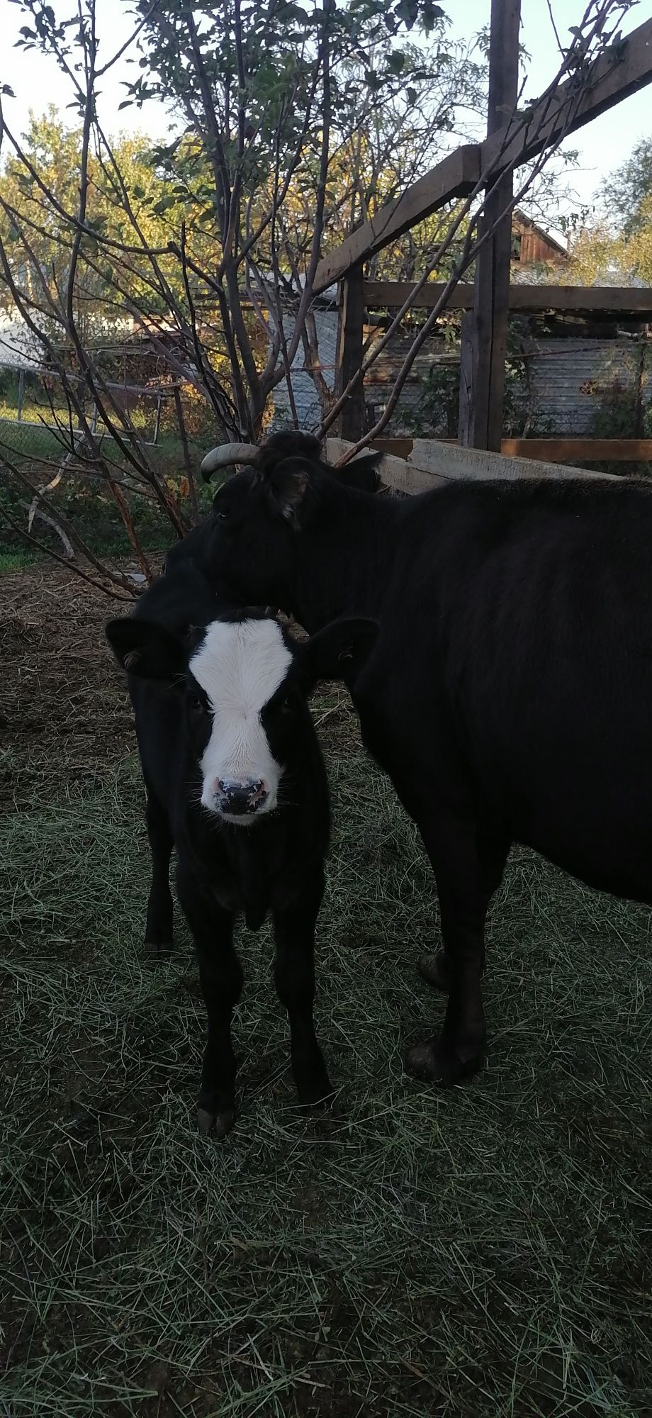 Корова телёнок 2 месяца сосунок