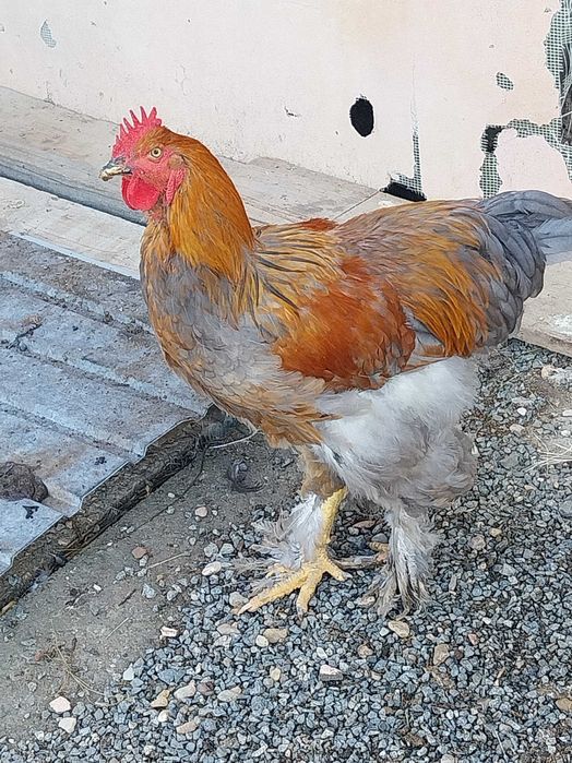 Cocosi de vânzare