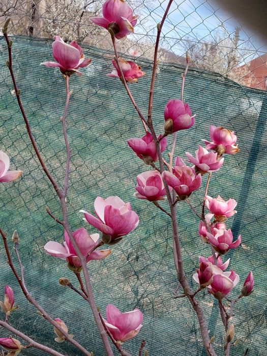 Magnolia violet 1 metru