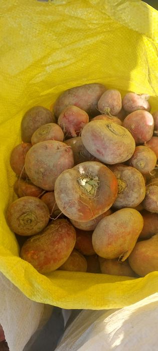 Qizil sholĝom shirin