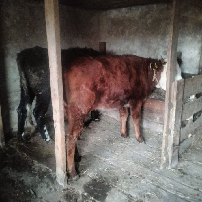 Тайыншалар семіз