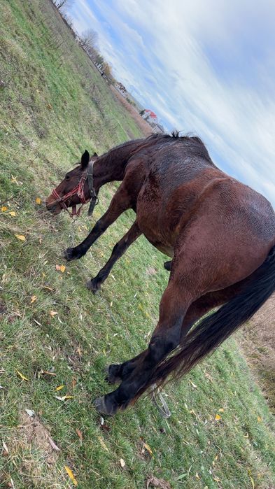 De vânzare cal castrat