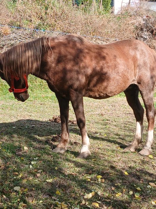Vând sau schimb iapa de lucru