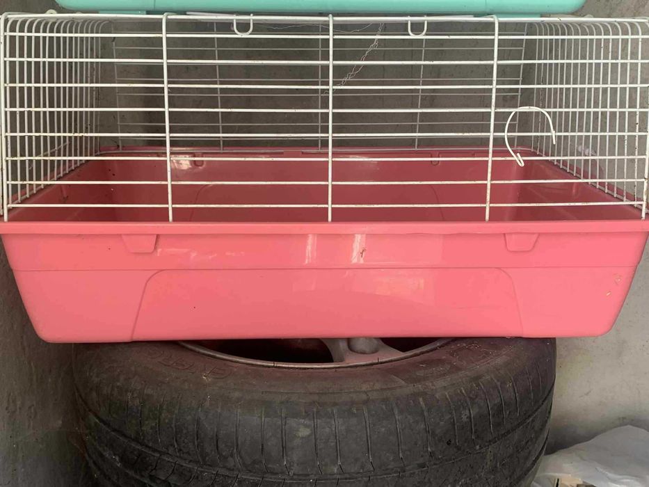 Cusca porcusor se guinea, iepuri