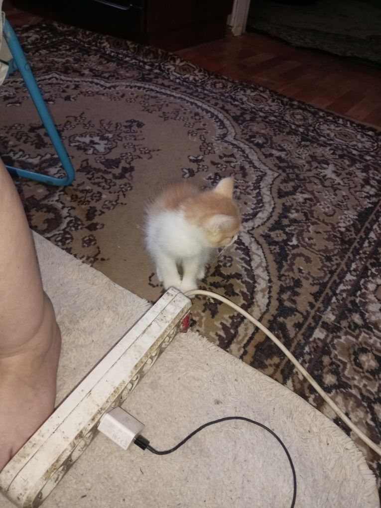 Котята, ручной деприсант