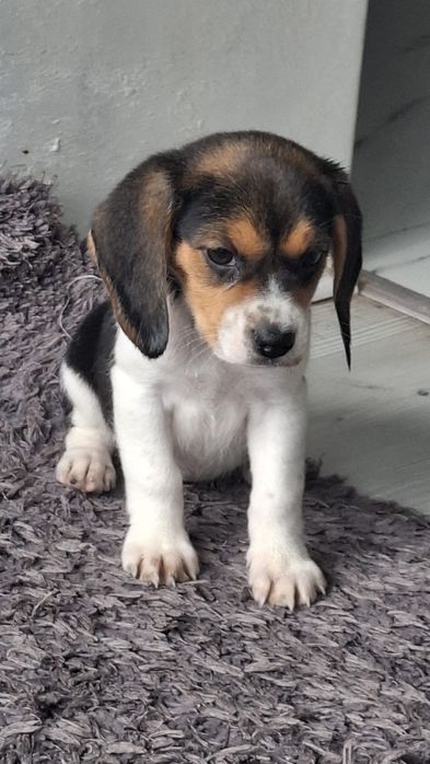 Baetel beagle tricolor devinzare