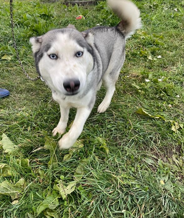 Donez Haski Siberian