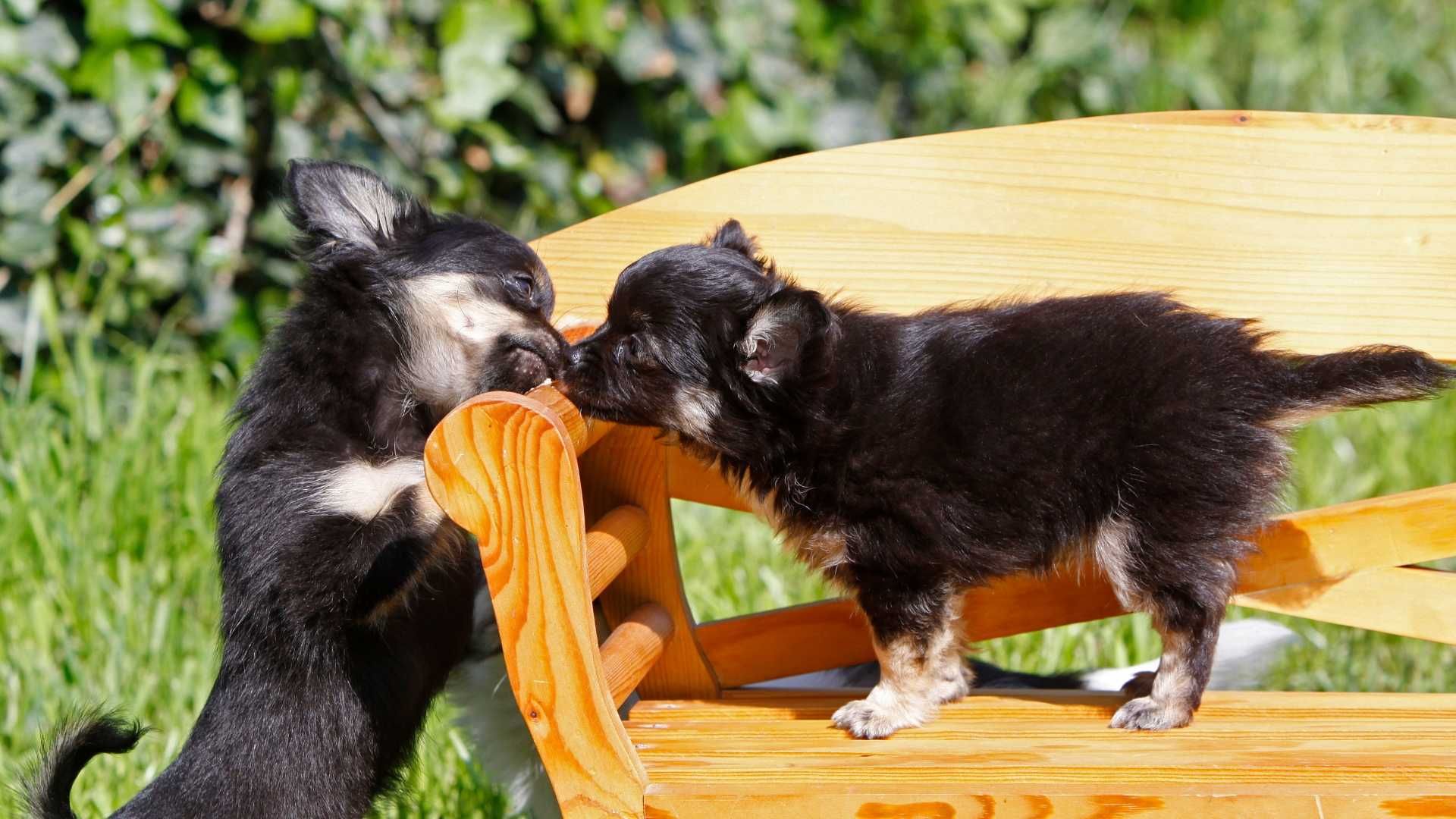 Chihuahua / Чихуахуа высочайшего класса от элитного питомника Fulgrim