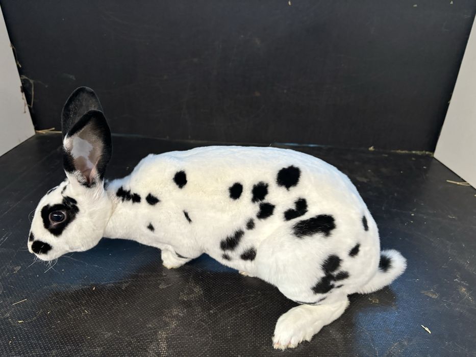 Vand femele rex dalmatian