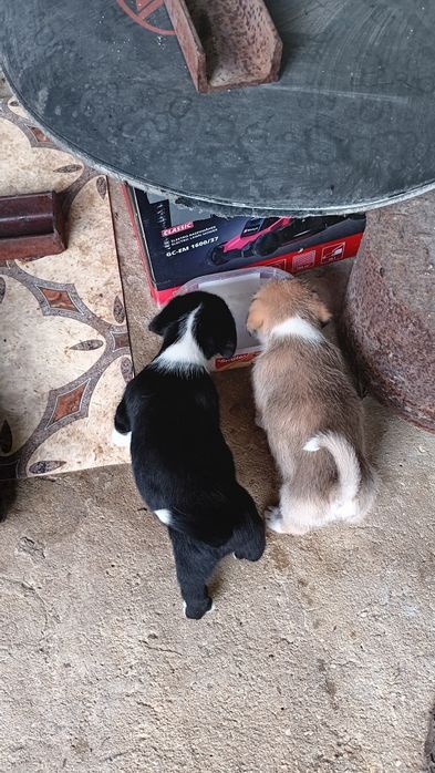 Подарявам две кученца момче и момиче