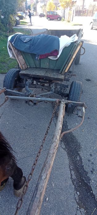 Animalele domestice cai