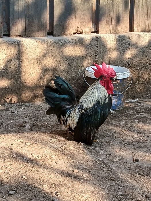 Vand sau schimb canari papagali si gaini