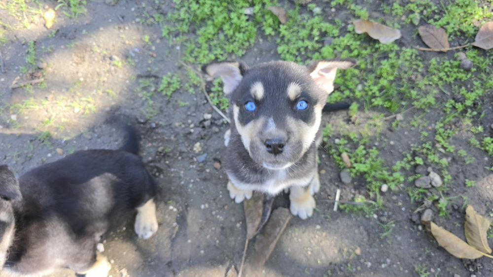 Donez căței metis Huski cu Ciobănesc German