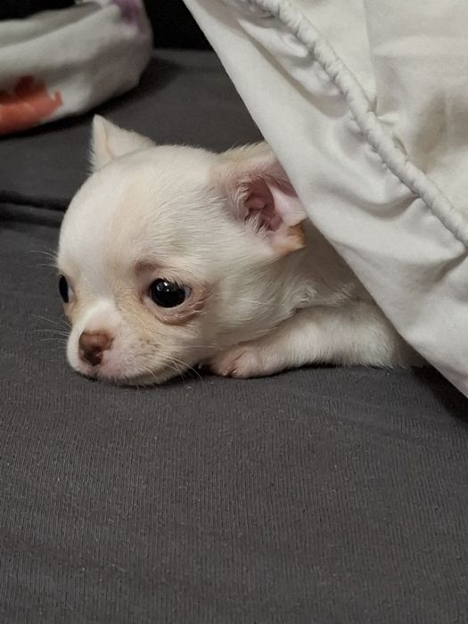 Чихуахуа  момиченце