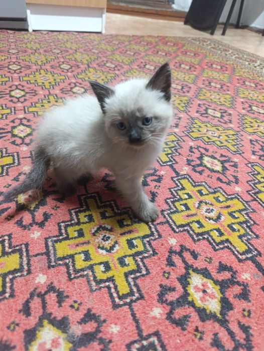 Отдам котёнка в хорошие руки