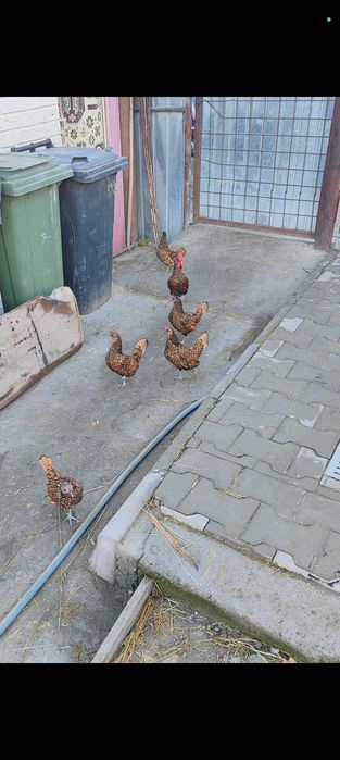 De vânzare familie de sebright