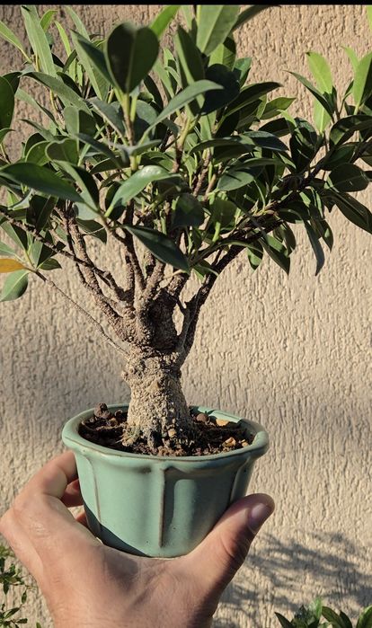 Bonsai Ficus Retusa