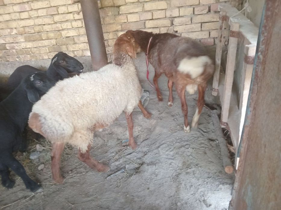 Qo'chqorlar sotiladi