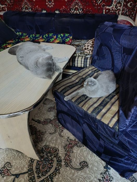 Британец чистокровный