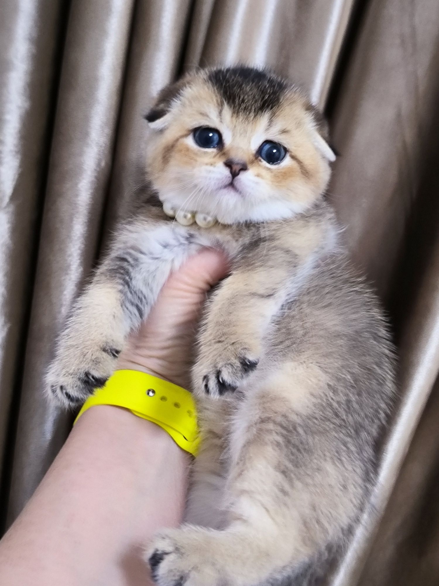 Котята чистокровные